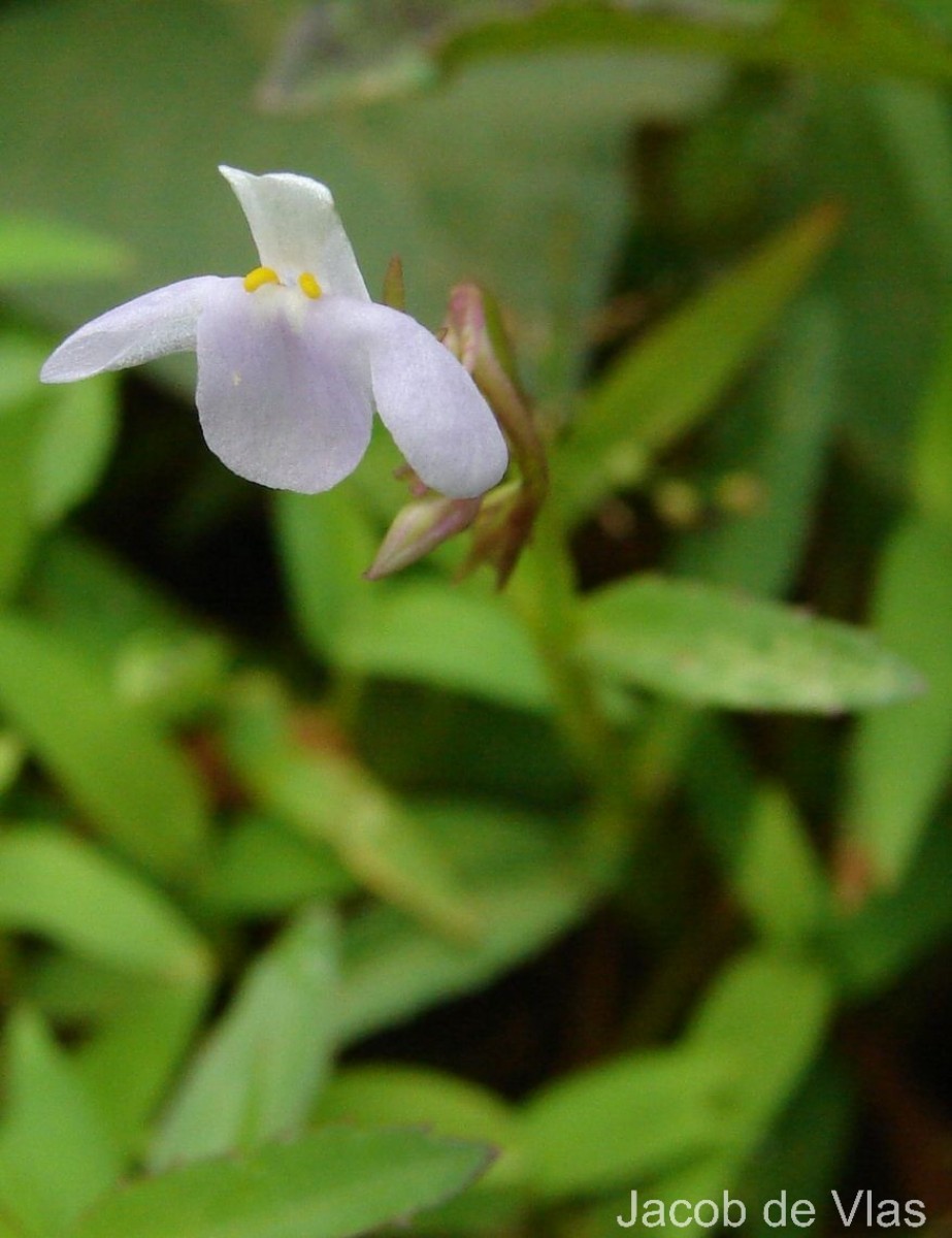 Bonnaya antipoda (L.) Druce